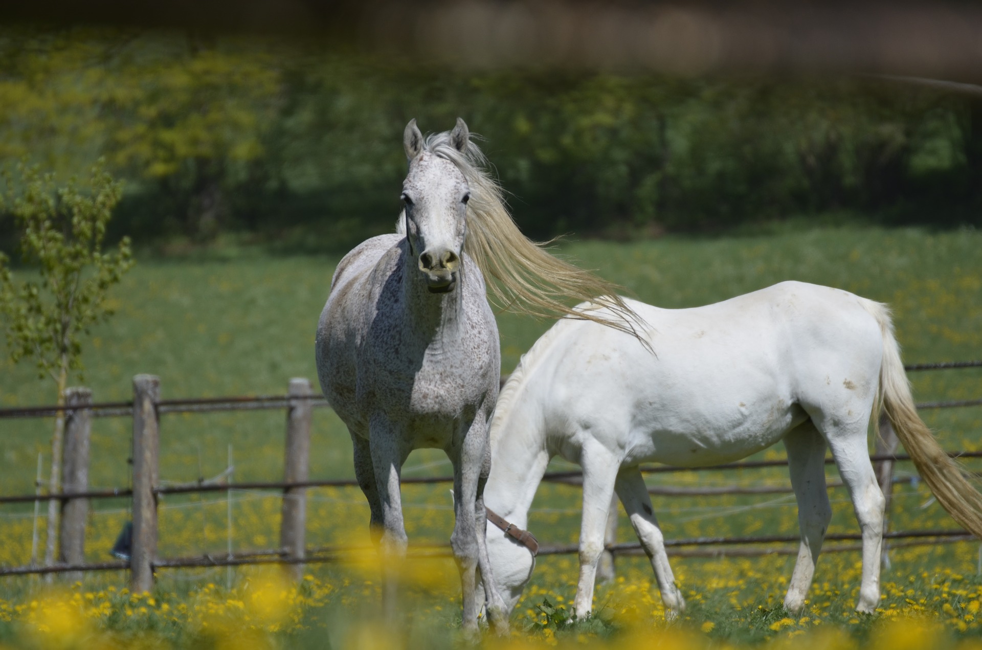 A lenda do Cavalo Cego - Assessoria Animal