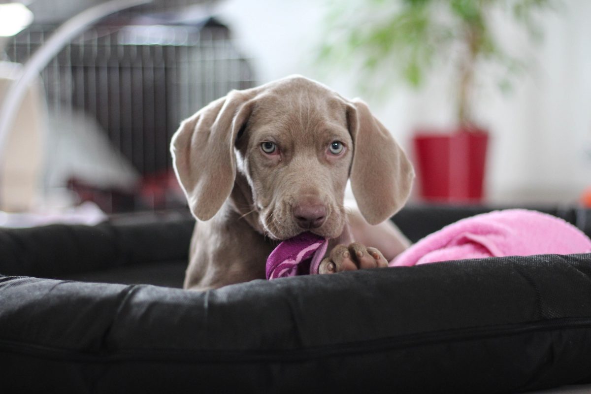 boas relações entre cães e seus humanos