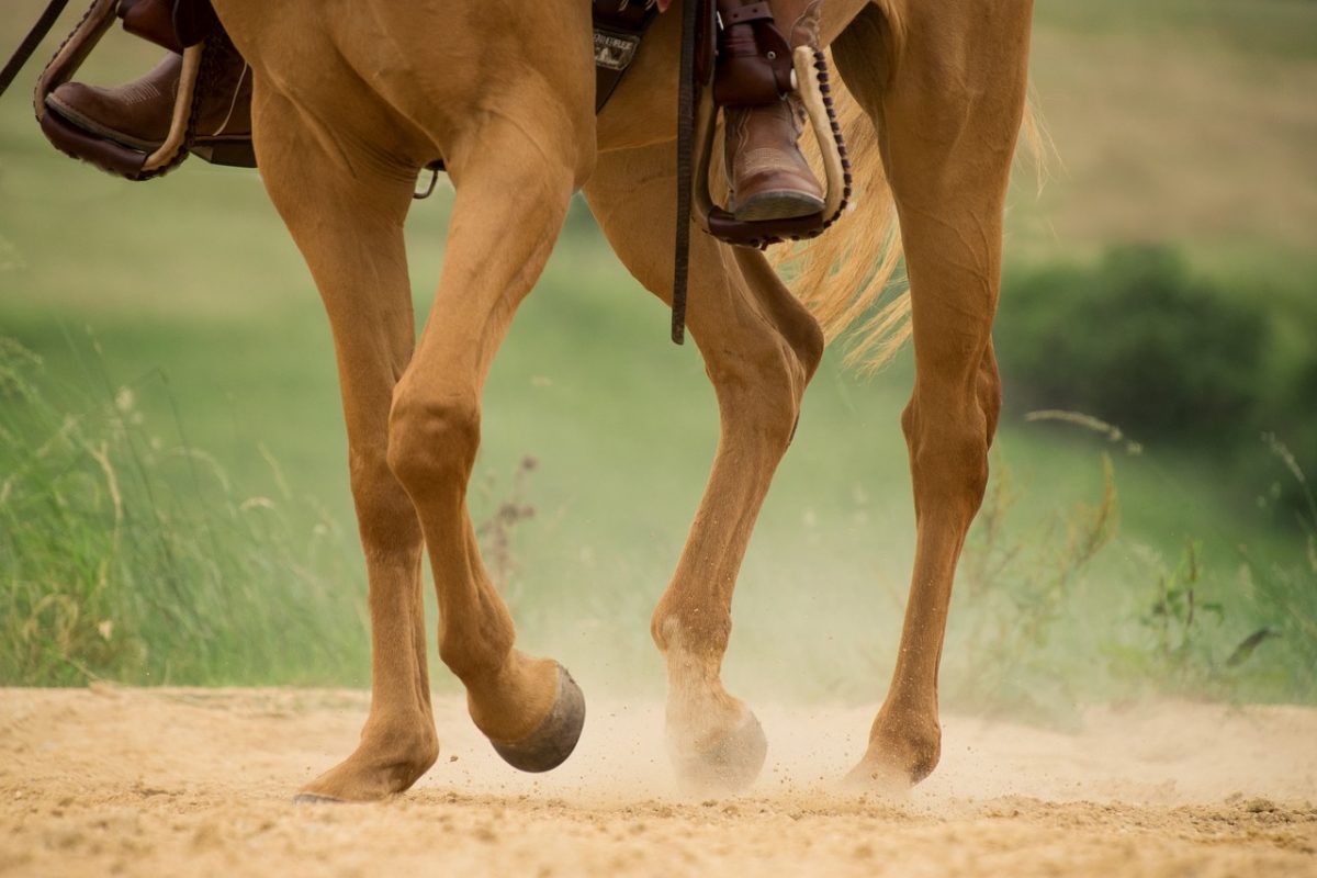 Medicamentos problemas musculares e articulares em animais