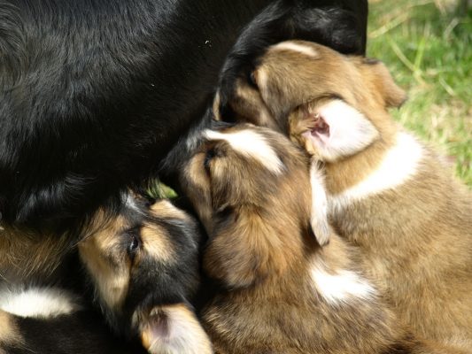 O período pode durar até 63 dias para cadelas e gatas