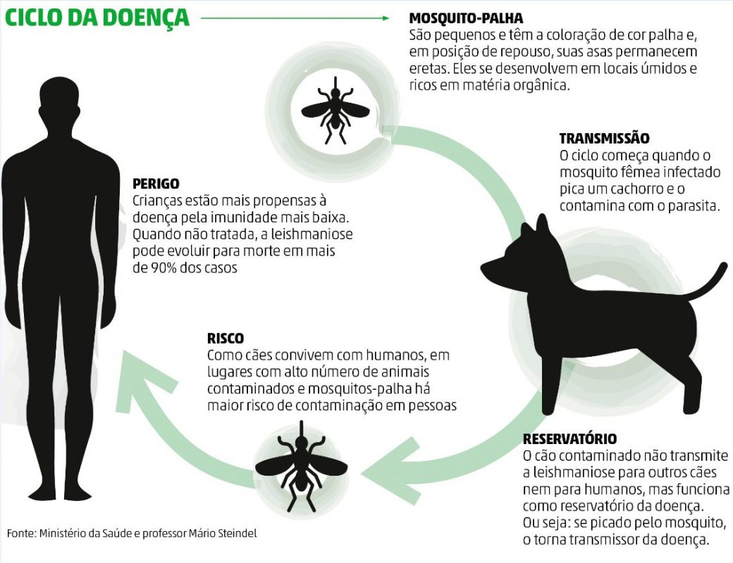 Ciclo Leishmaniose