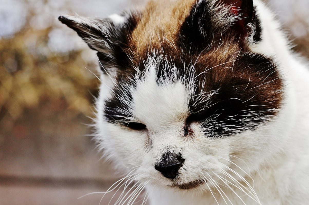 Como prevenir doenças cardíacas em cães e gatos