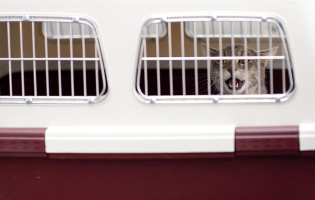 viajar com Pets transporte