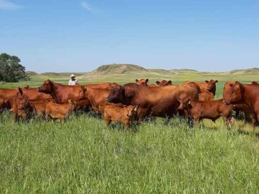 Leland Red Angus, em Montana - Foram dias intensos de muita integração entre os participantes, produtores, pesquisadores da Universidade do Kansas e equipe GENEX nos EUA