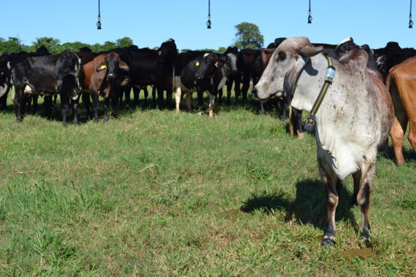 Fazenda Vovô Zico, em Bom Despacho (MG), melhorou os índices de taxas de serviço e concepção após adotar a tecnologia