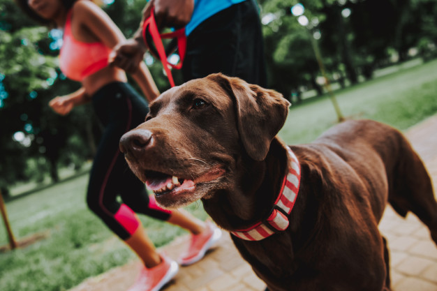 Pet Finde do Shopping Taboão tem inscrições até o dia 23 de julho