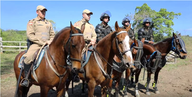 Cavalos do Exército Brasileiro