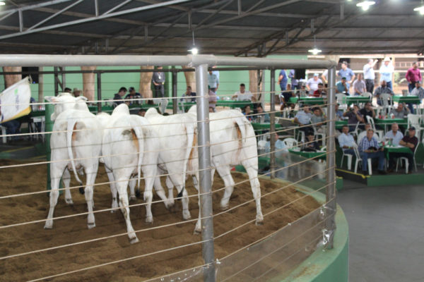 Desfile de Touros GENEX 2019