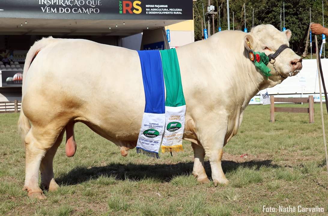 premiações da Expointer 2019