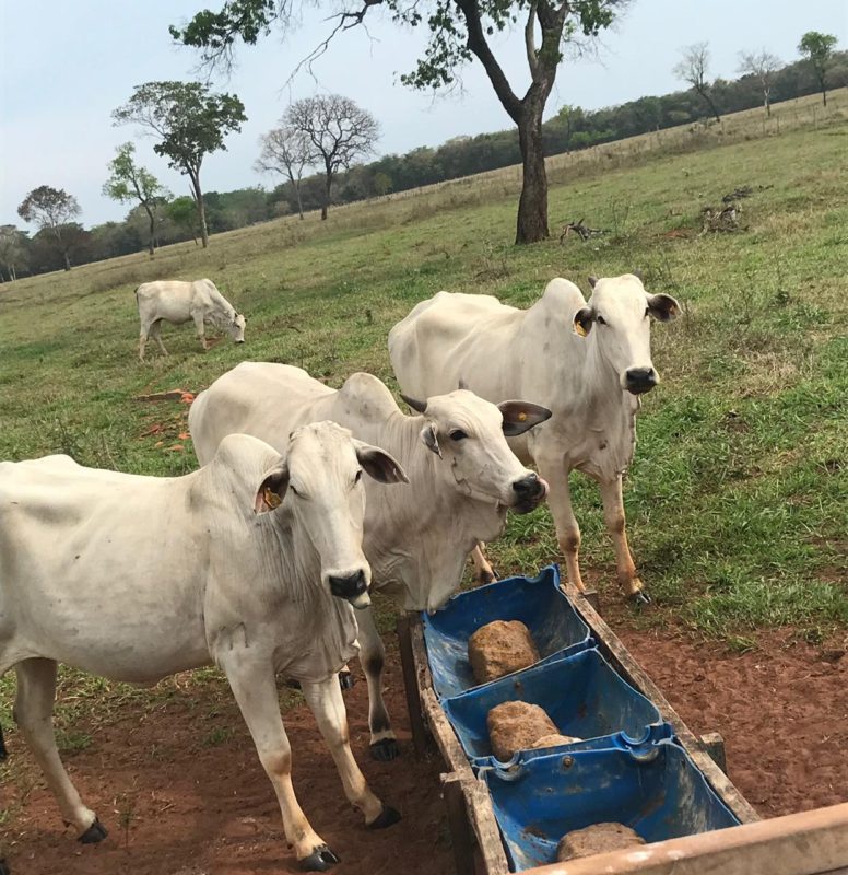 suplementação em bloco