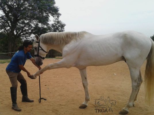 Vamos alongar nossos cavalos