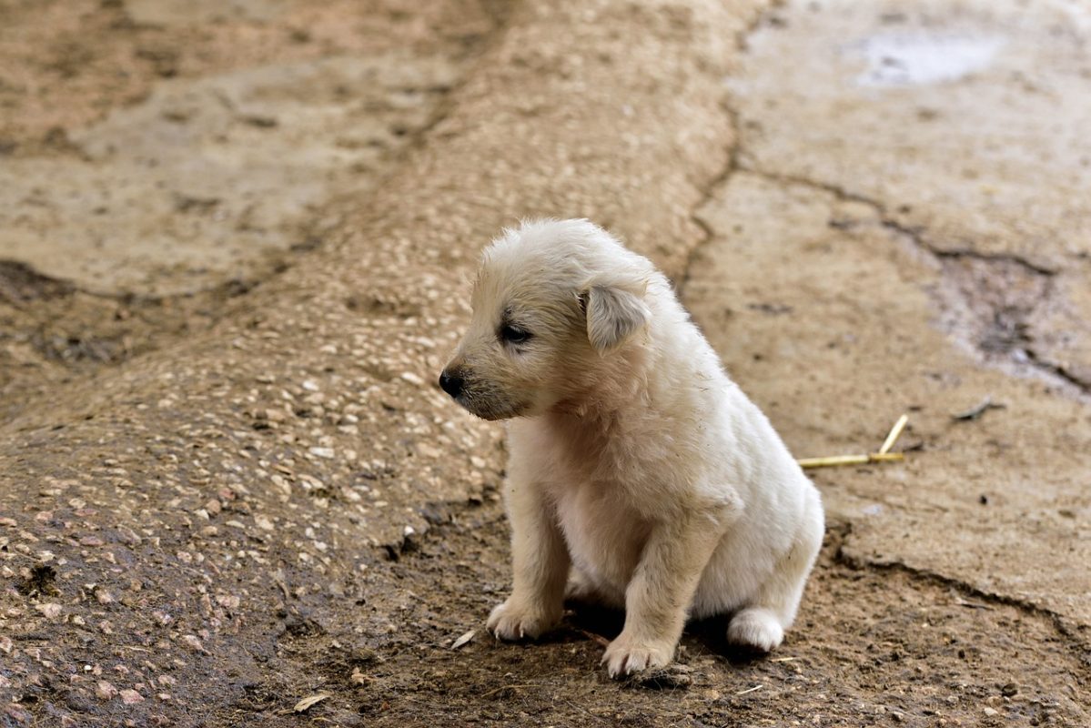 Shopping Market Place e AMPARA Animal realizam evento em prol da adoção de animais