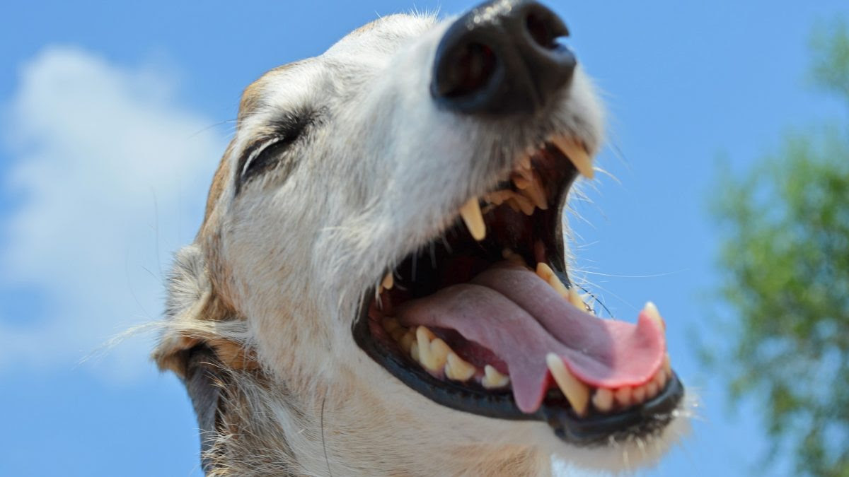 Meu cachorro está com tártaro