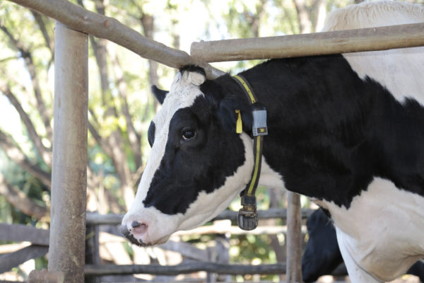 Pecuaristas apontam benefícios após implantar sistema de monitoramento