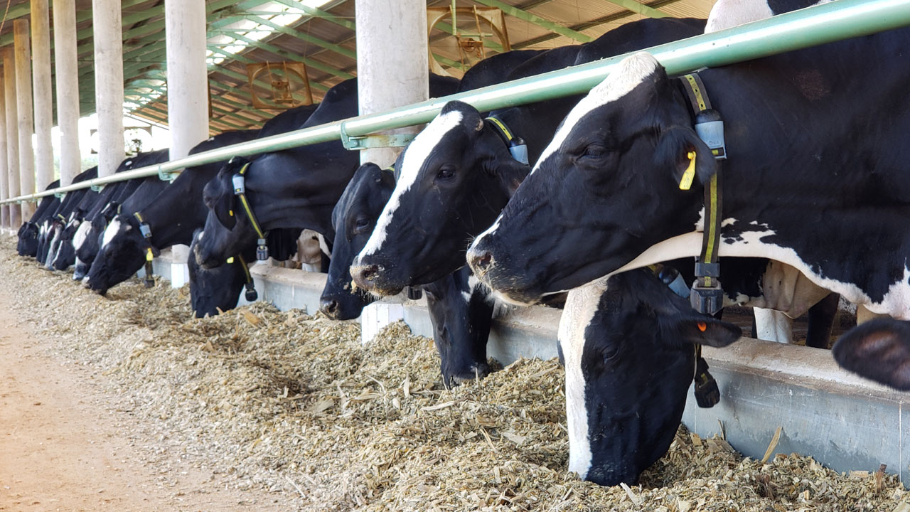 Pecuaristas apontam benefícios após implantar sistema de monitoramento