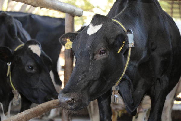 Pecuaristas apontam benefícios após implantar sistema de monitoramento