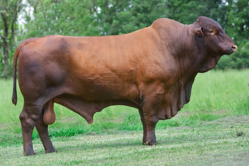 Santa Gertrudis