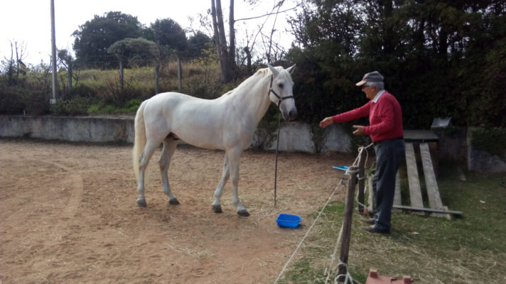 Montar Cavalos na Terceira Idade