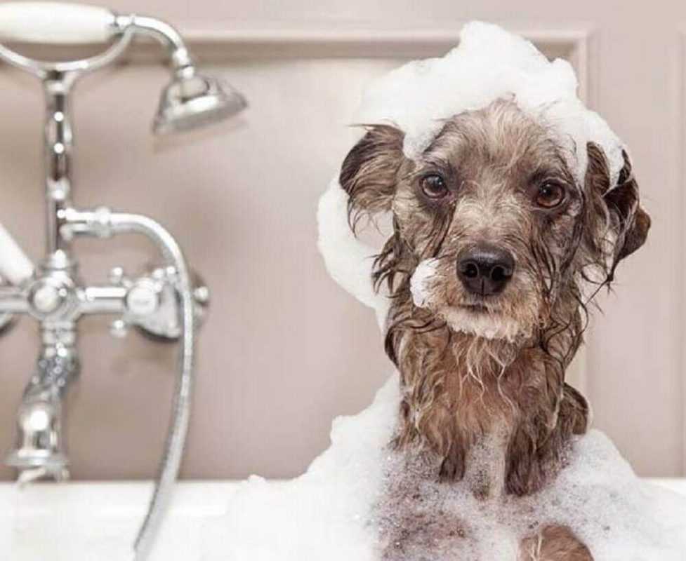 Shampoo para cães