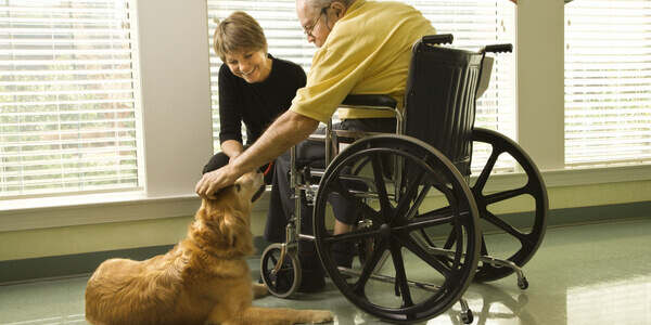 terapia assistida por animais