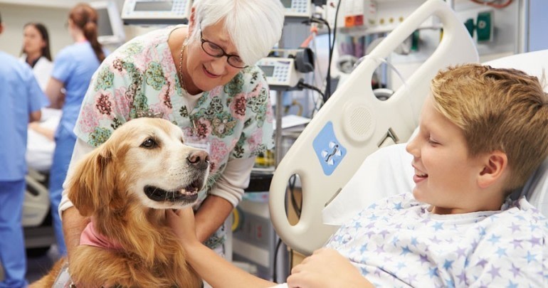 terapia assistida por animais