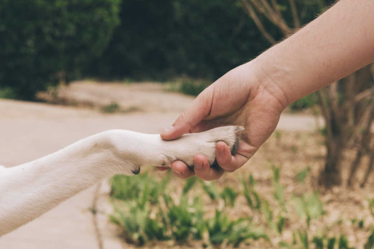 Cão Terapeuta IBETAA