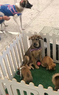 Feira de Adoção de Pet no Cantareira Norte Shopping