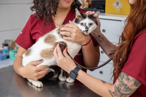 Março Amarelo entre os pets, o mês é de conscientização e prevenção para as doenças renais