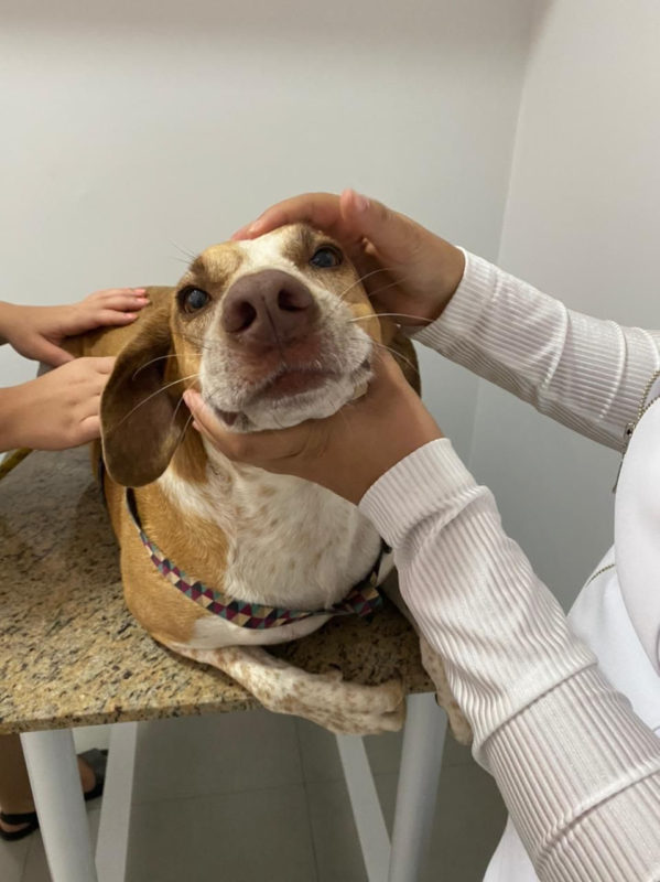 Março Amarelo entre os pets, o mês é de conscientização e prevenção para as doenças renais