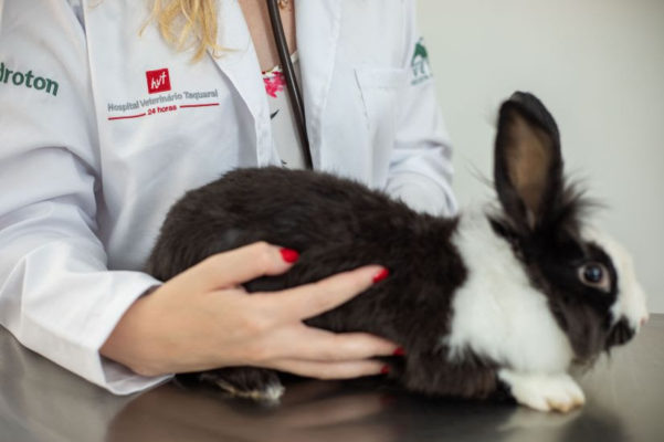 Coelhinhos - Especialista lembra que o bichinho não é brinquedo e que família presenteada precisa saber que requer cuidados específicos e visitas anuais ao veterinário