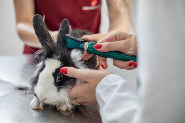 Coelhinhos - Especialista lembra que o bichinho não é brinquedo e que família presenteada precisa saber que requer cuidados específicos e visitas anuais ao veterinário