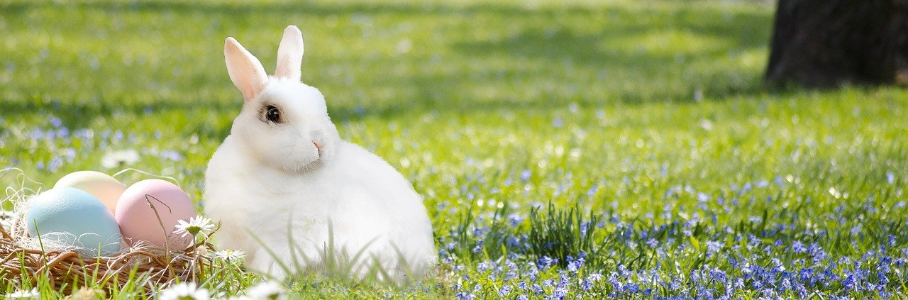 Coelhinhos - Especialista lembra que o bichinho não é brinquedo e que família presenteada precisa saber que requer cuidados específicos e visitas anuais ao veterinário