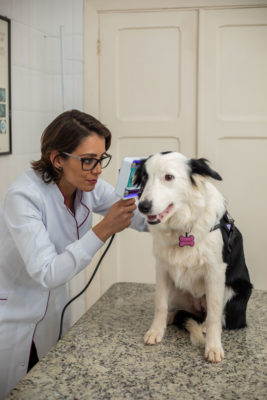 Dar banho no animal de estimação pode parecer simples, mas envolve alguns cuidados. Quem não dá a devida atenção a esses detalhes pode deixar o pet traumatizado e até provocar doenças