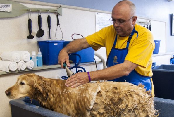 Dar banho no animal de estimação pode parecer simples, mas envolve alguns cuidados. Quem não dá a devida atenção a esses detalhes pode deixar o pet traumatizado e até provocar doenças