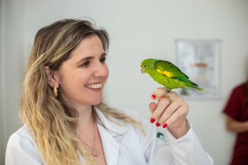 Para quem está planejando ter um pássaro como bichinho de estimação e precisa escolher a espécie, a Dra. Morgana Prado, veterinária especializada em pets não...