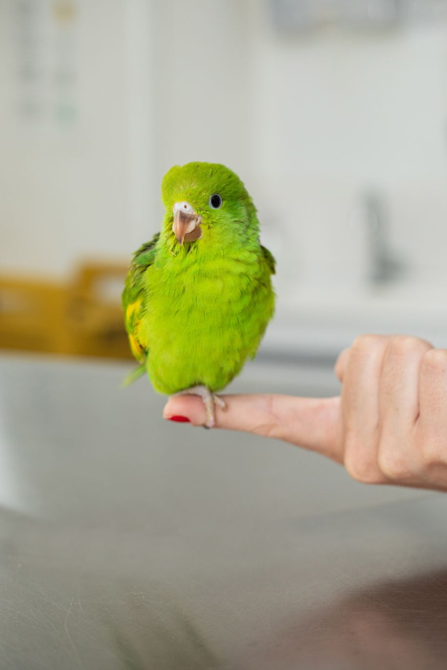 Para quem está planejando ter um pássaro como bichinho de estimação e precisa escolher a espécie, a Dra. Morgana Prado, veterinária especializada em pets não...