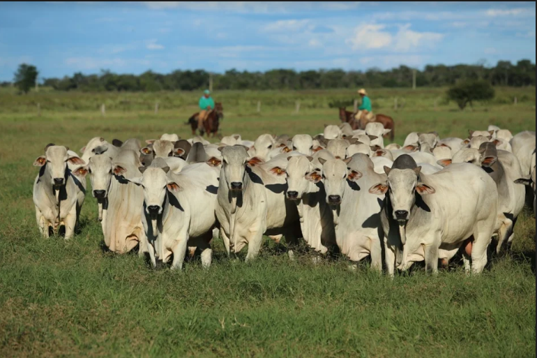 Concorrência com culturas agrícolas mais rentáveis, limitações climáticas e a busca por remuneração baseada em qualidade de carne bovina