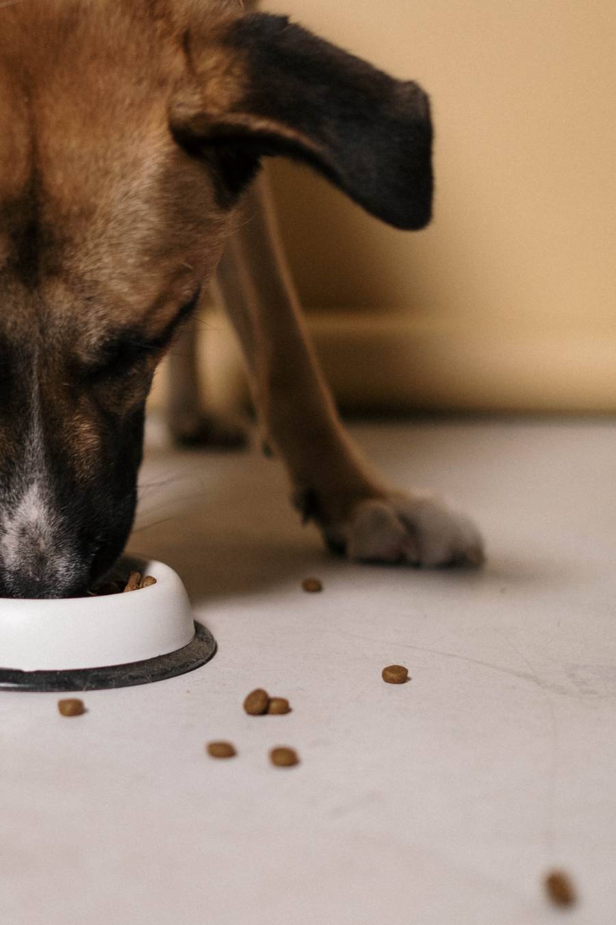 Amplamente difundida na cadeia de produção de alimentos, inclusive sendo uma zoonose, a Salmonella também representa risco aos animais de companhia