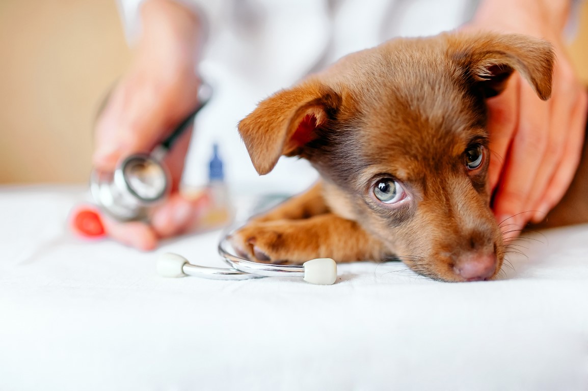 A Organnact, empresa com 30 anos no mercado pet que comercializa suplementos que proporcionam saúde, bem estar e longevidade para cães e gatos