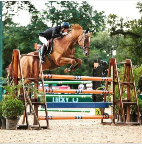 Sendo a raça mais antiga de cavalos do mundo, o Árabe possui diferentes linhagens que se adequam, perfeitamente, a qualquer uso esportivo. Entre eles,...