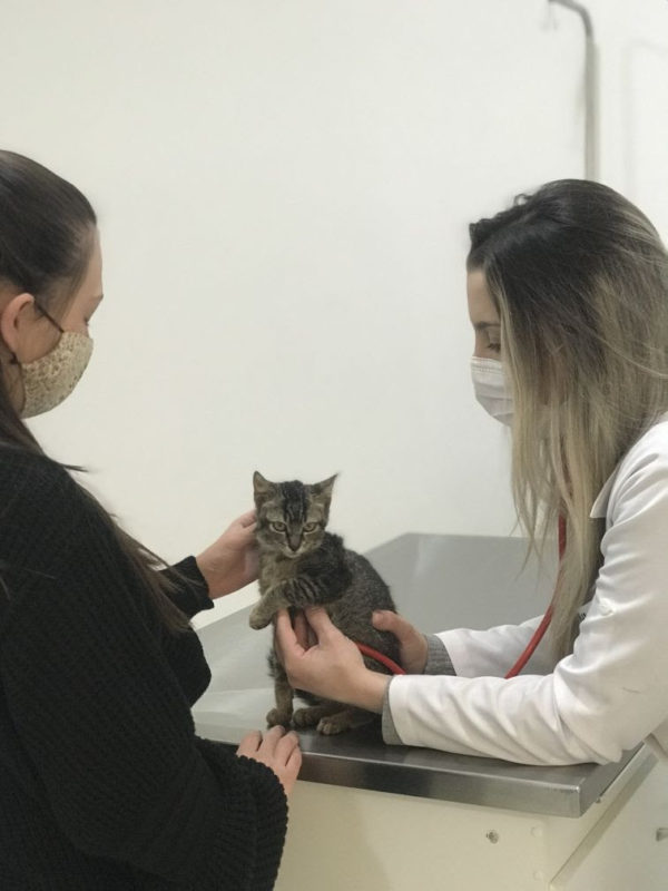 saúde - Dra. Débora de Souza, clínica geral do Hospital Veterinário Taquaral, em atendimento