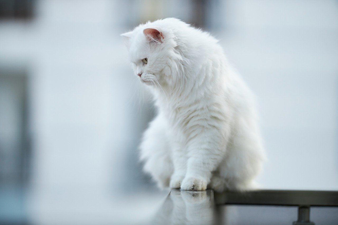 Foi-se o tempo em que gato era visto como um animal traiçoeiro e frio, não sendo muito considerado na hora da escolha por um pet