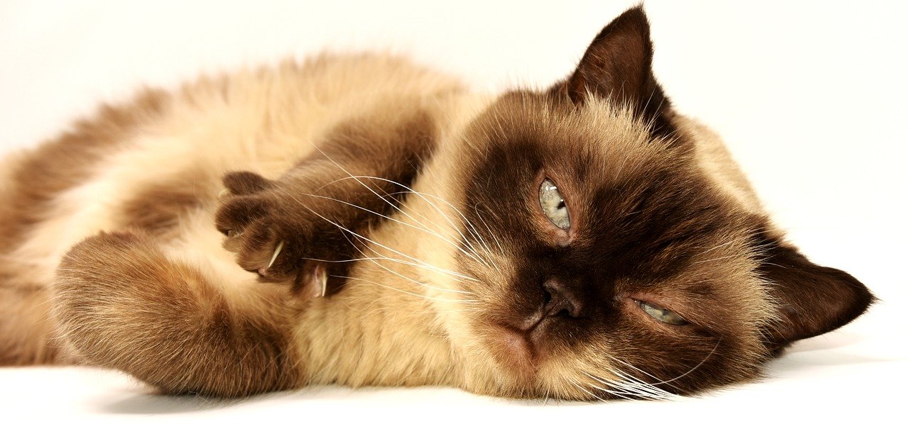 Foi-se o tempo em que gato era visto como um animal traiçoeiro e frio, não sendo muito considerado na hora da escolha por um pet