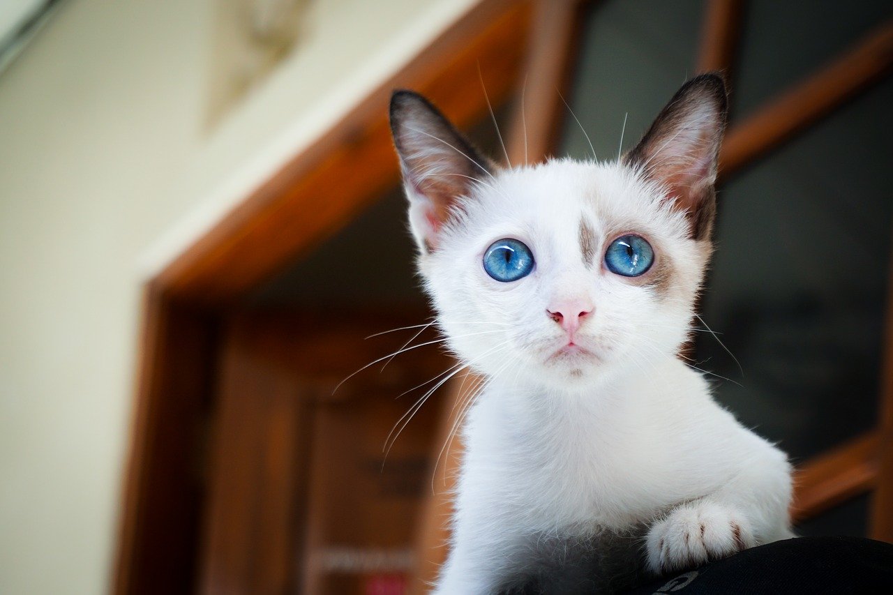 Foi-se o tempo em que gato era visto como um animal traiçoeiro e frio, não sendo muito considerado na hora da escolha por um pet