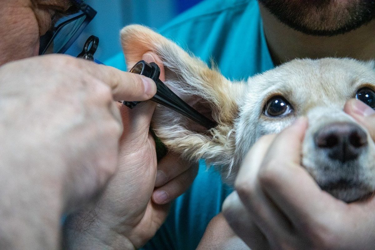 Cresceu o número de postos de trabalho no setor pet em 2020, mesmo com os desafios impostos pela pandemia. Os mais de 2,7 milhões de empregos representam um crescimento de 13% em relação aos números calculados pelo Instituto Pet Brasil em 2019, quando o número de vagas era de 2,4 milhões