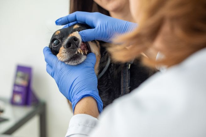 O hálito desagradável pode ser sinal de problemas graves; especialista em saúde oral detalha riscos e ensina como fazer a prevenção em casa