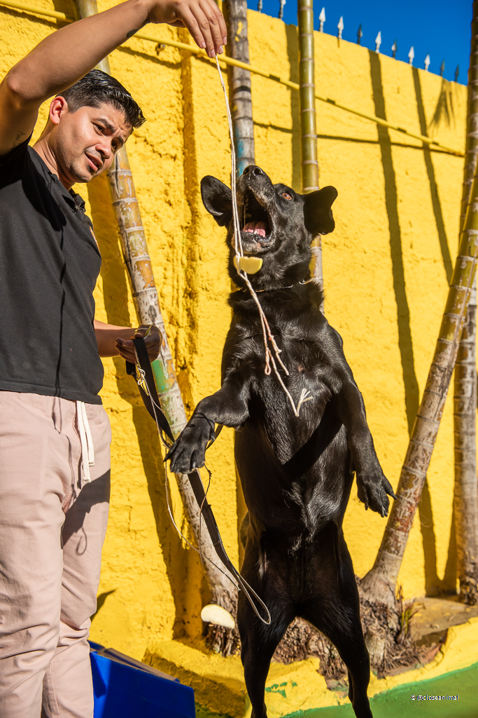 avaliação comportamental de cães - Estão abertas as inscrições para a última turma do curso Oficina de Comportamento Canino, que acontece no próximo dia 25 (sábado), às 9h45