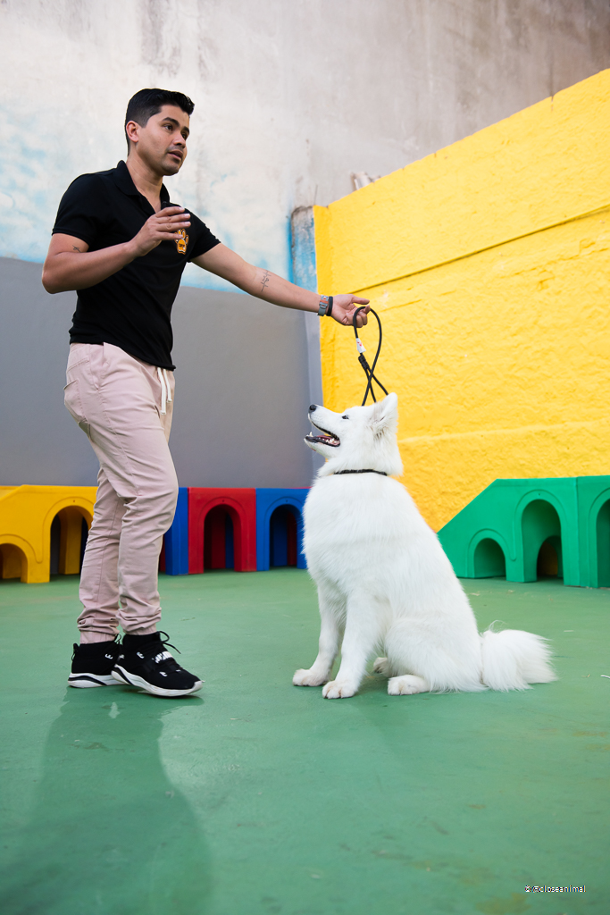 avaliação comportamental de cães - Estão abertas as inscrições para a última turma do curso Oficina de Comportamento Canino, que acontece no próximo dia 25 (sábado), às 9h45