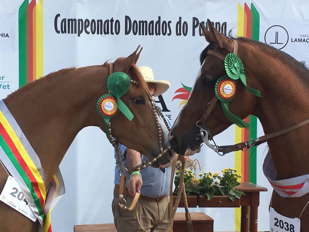 A participação do Cavalo Árabe durante a Expointer 2021 cumpriu com maestria uma das premissas do evento. Ou seja, a geração de bons negócios...