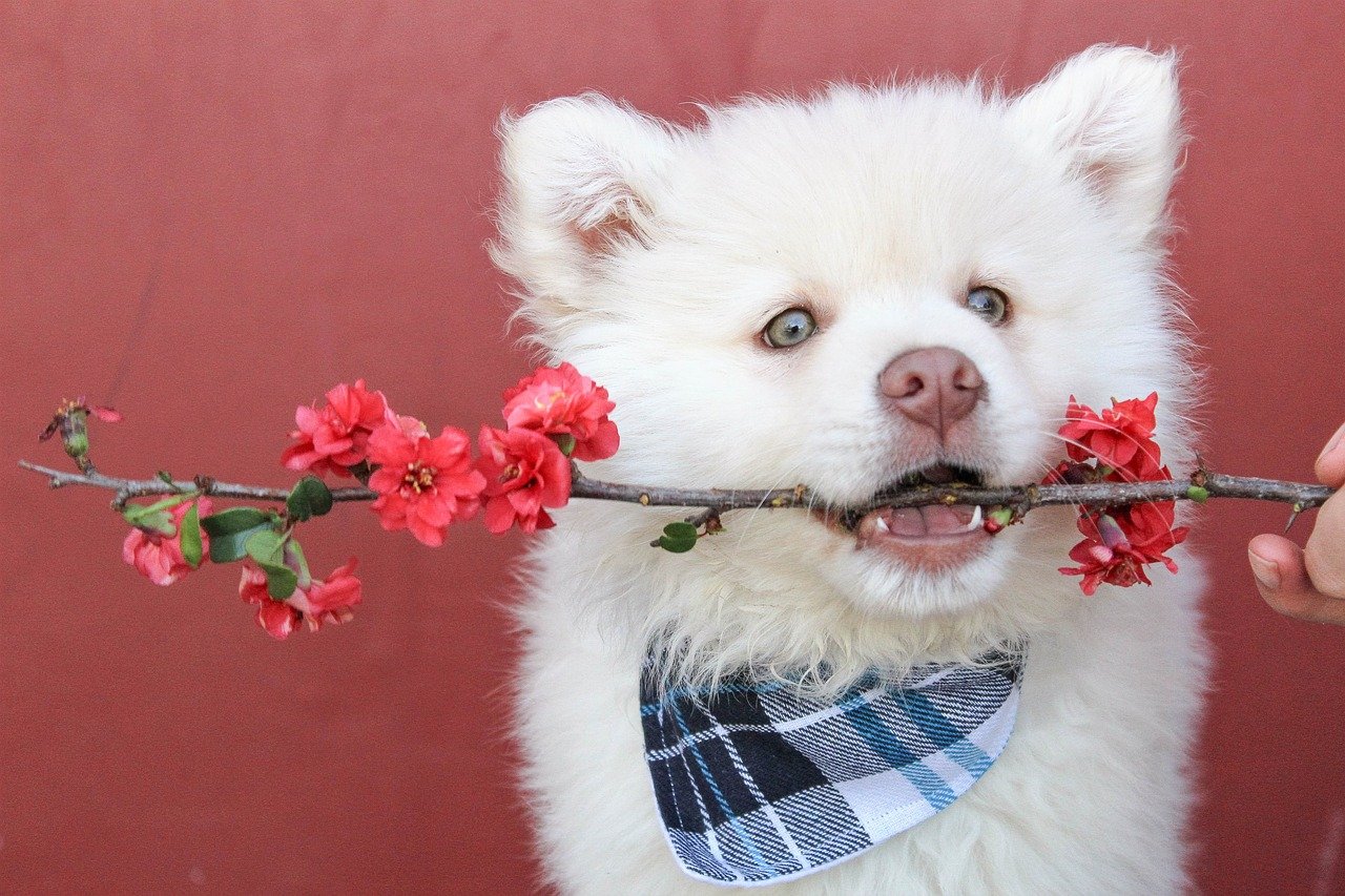 Iniciou a estação mais florida do ano: a primavera e a professora Dra. Maria de Fátima, comentou as principais doenças em gatos e cachorros nesta época do ano